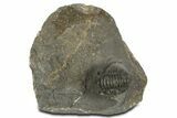 Curled Proetid (Gerastos) Trilobite Fossil - Morocco #343303-1